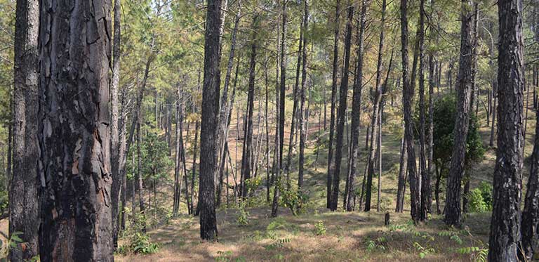 ranikhet